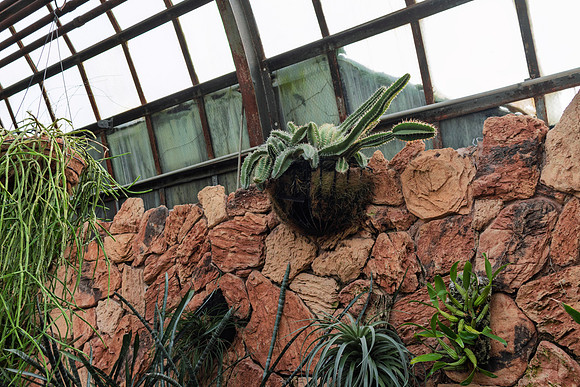Catus on Wall