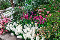 Floral Mix
