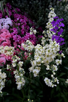 Florals Vertical
