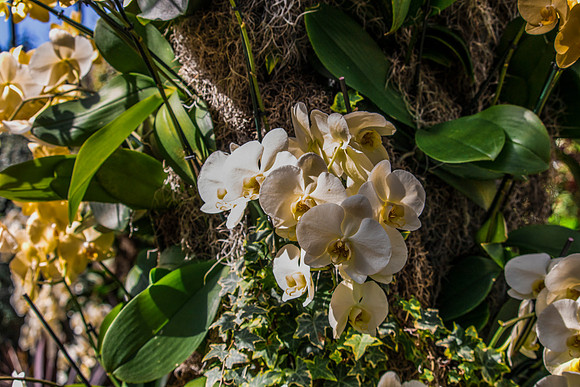 White Orchids with Greenery