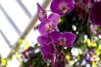 Purple Orchids Hanging