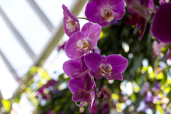 Purple Orchids Hanging