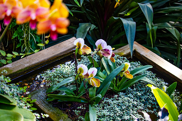 Orchids in Planter Box
