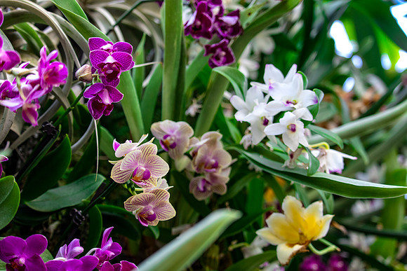 Multi Mix Orchids