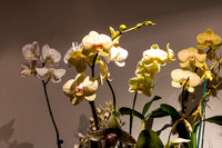 Buttercream Orchid