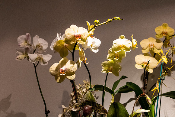 Buttercream Orchid