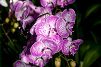 Purple and White Orchids