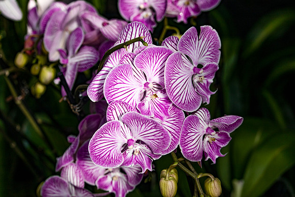 Purple and White Orchids