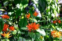 Orange Flowers 2