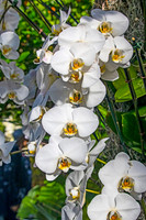 White Orchids Veritical copy