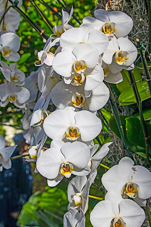 White Orchids Veritical copy