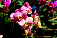Pink Orchid Cneter