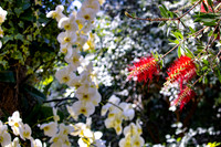 White Flowers and Red Bottle Flower