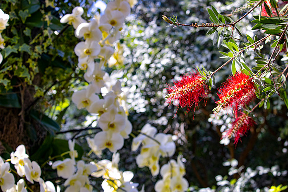 White Flowers and Red Bottle Flower