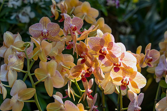 Yellow Orchids in Sunlight