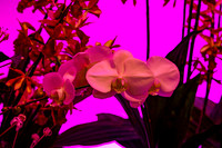 Hot House Orchid