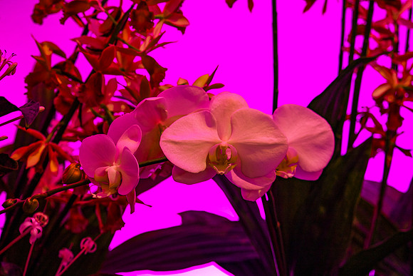 Hot House Orchid