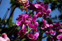 Pink Orchids Blue Sky