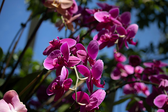 Pink Orchids Blue Sky