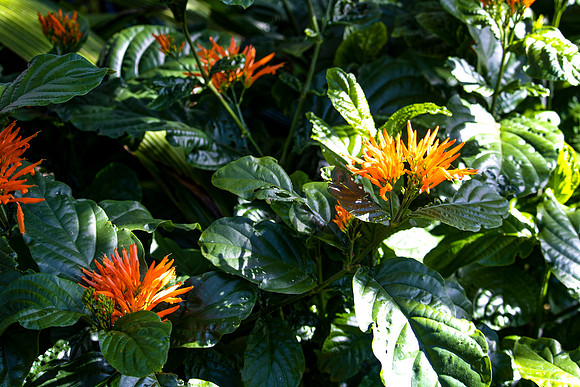 Orange Flowers