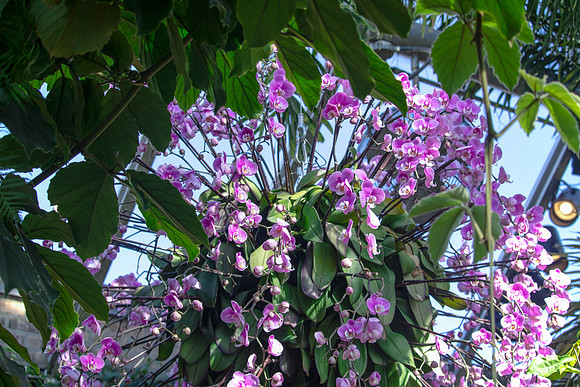 Star of the Show Purple Orchids
