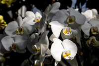 White Orchids in Sunlight 2