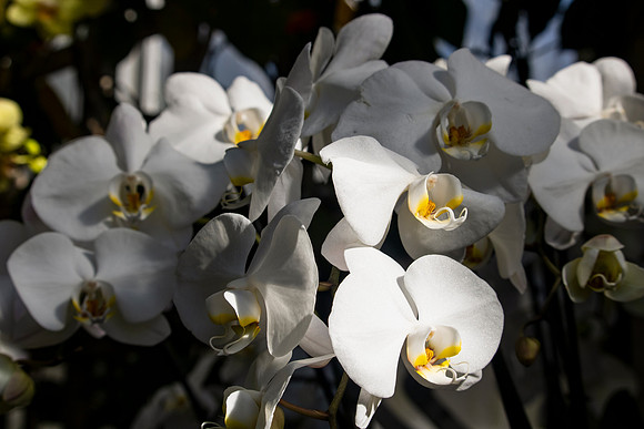 White Orchids in Sunlight 2