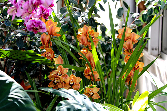 Orange Tiger Orchids in Grass