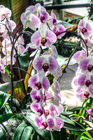 White and Purple Orchids