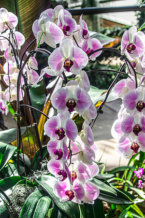 White and Purple Orchids