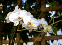 White Orchid by Trellis