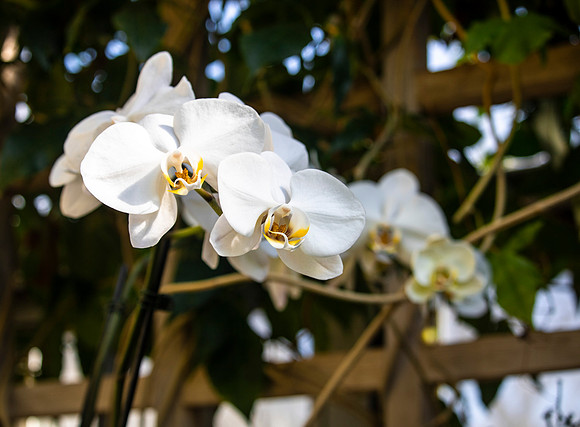 White Orchid by Trellis