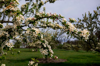 Apple Blossom 1