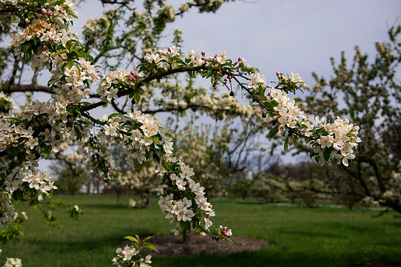 Apple Blossom 1