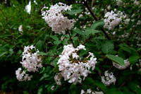 Pink White Flowers on Bush