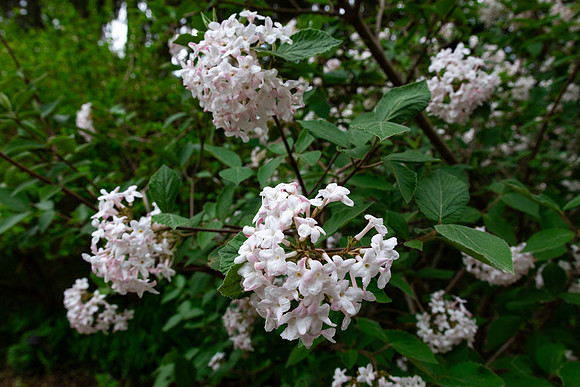 Pink White Flowers on Bush