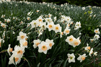 White Daffodils in Field