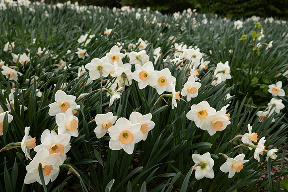 White Daffodils in Field
