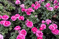 Roses 3 Fish Eye Lens