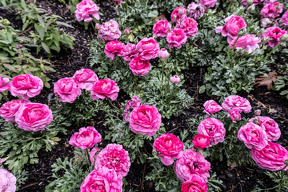 Roses 3 Fish Eye Lens