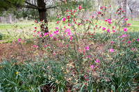 Gypsy Rose Vivid
