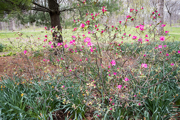 Gypsy Rose Vivid