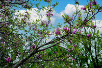 Cherry Blossom