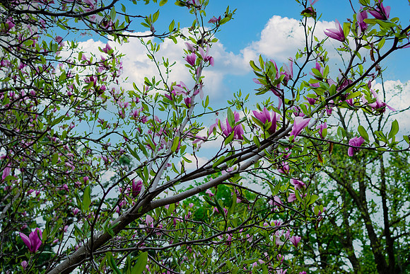 Cherry Blossom