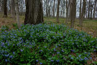 Blue Bells