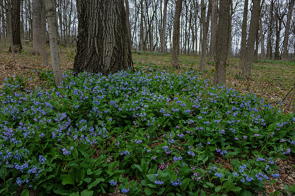 Blue Bells
