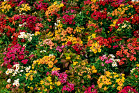 Flower Carpet