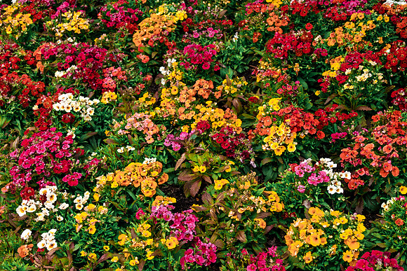 Flower Carpet