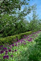 Purple Flowers All in a Row
