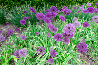 Purple Flowers 2